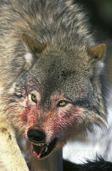 North American mackenzie valley wolf (canis lupus occidentalis), bloody portrait of an adult
