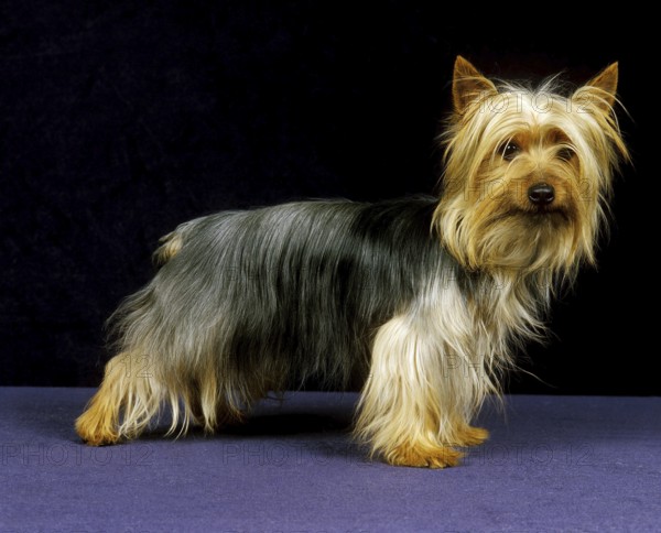 Silky Terrier, Dog against black Background