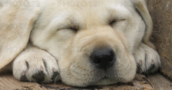 Labrador Retriever, Yellow Puppy sleeping in a Wheelbarrow, Normandy in France