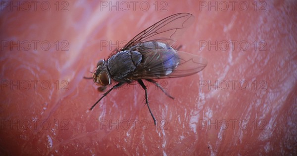 Fly standing on a Piece of Meet, Normandy in France