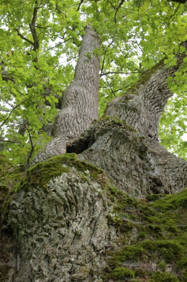 Natural Monument Wide Oak, Oak, Schwäbisch Hall, Heilbronn-Franken, Hohenlohe, Baden-Württemberg,