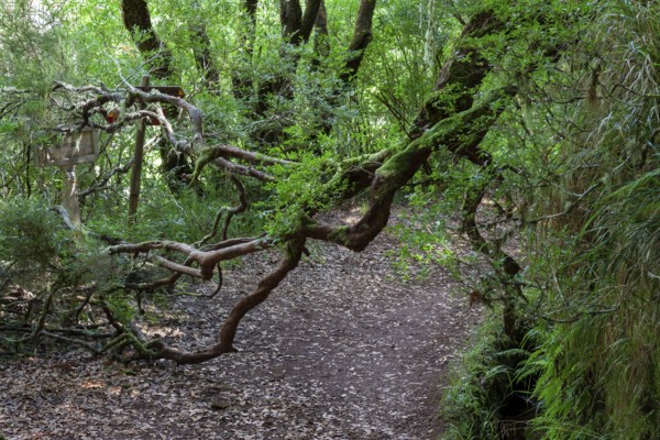 Rabacal, nature hiking area the Levada do Risco levada hiking trail, left a levada water pipe,
