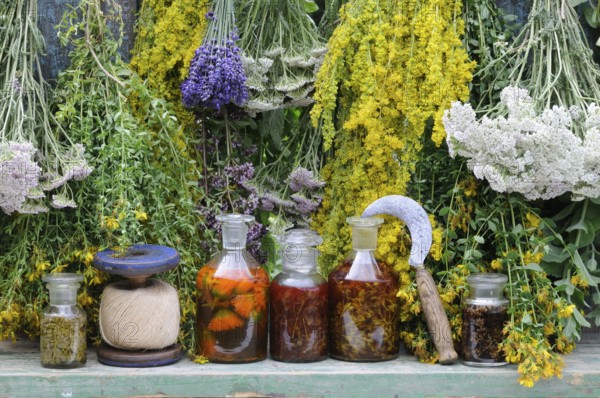 Herbs hung up to dry, St. John's wort, yarrow, mint, lemon balm, bedstraw (Hypericum perforatum)