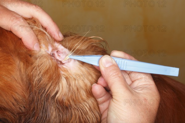 Removal of grass seeds from dog ear, inside, Cavalier King Charles Spaniel, ruby, grene, awns,