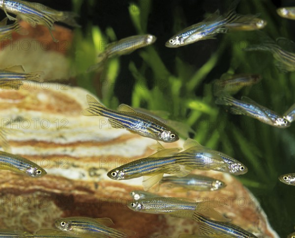 Zebrafish (brachydanio rerio) (Brachydanio rerio), Zebrafish, Animals, Other animals, Fishes,