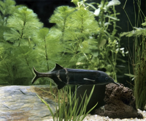 Gnathonemus brevicaudatus, Mormyrus petersii, Peters' elephantnose fish (gnathonemus petersii),