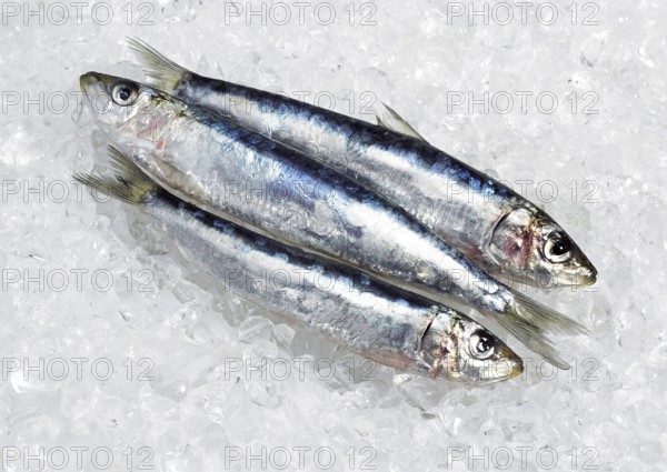 Atlantic sardine, European pilchard, Atlantic sardines, European pilchards (sardina pilchardus),