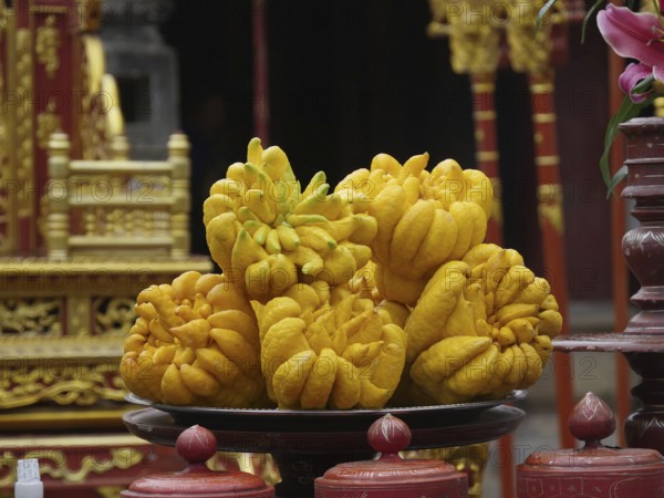 Vietnam, Hoa Lu, Dinh Emperor's Grave, Buddha's Hand sarcodactylis, or the fingered citron (citrus