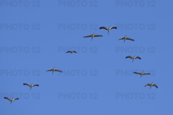 Cranes (Grus grus) flying in formation, typical V-formation, together with a greater white-fronted