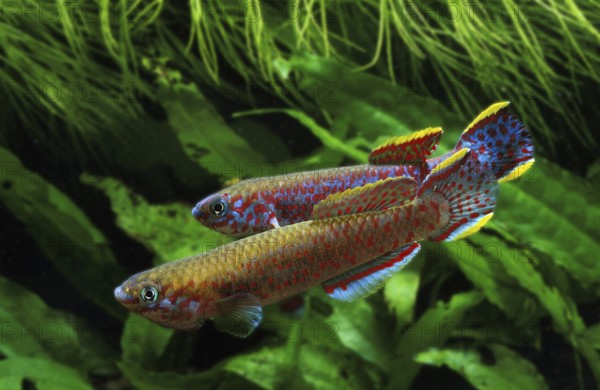 Multicolored carp, Multicolored carp, Other animals, Fishes, Animals, Tooth carp, Lyretail