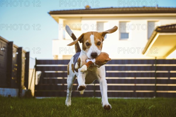 Happy Beagle dog playing fetch with owner on sunny evening in back garden. Running and jumping