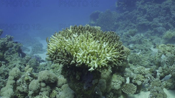 Bleached Hard Table Coral Acropora. Bleaching and death of corals from excessive seawater heating