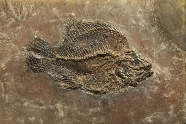 Perch fossil, Mine Messel, Hesse, Germany (Amphiperca multiformis), UNESCO World Heritage natural