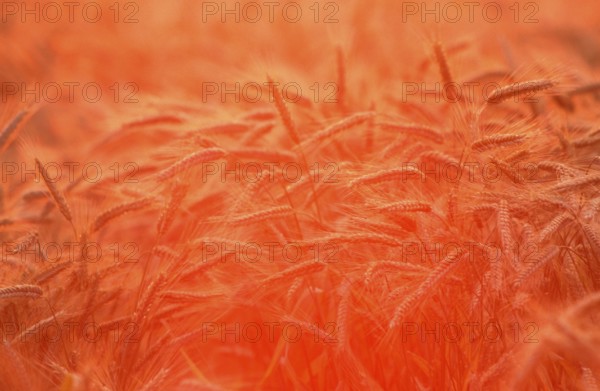 Rye (Secale cereale) field at sunrise, Germany, Roggenfeld bei Sonnenaufgang, Deutschland, [Europa,