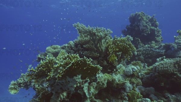 Beautiful tropical coral reef in coral garden in blue deep sea colorful fish swims around reefs,