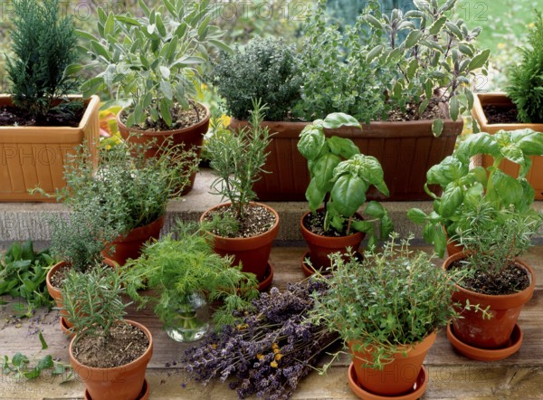 Various herbs in pots rosemary (Rosmarinus officinalis), basil, dill (Anethum graveolens) Dill