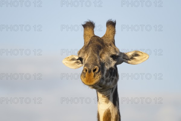Masai giraffe (Giraffa tippelskirchi), animal portrait, eye contact, Ndutu Conservation Area,