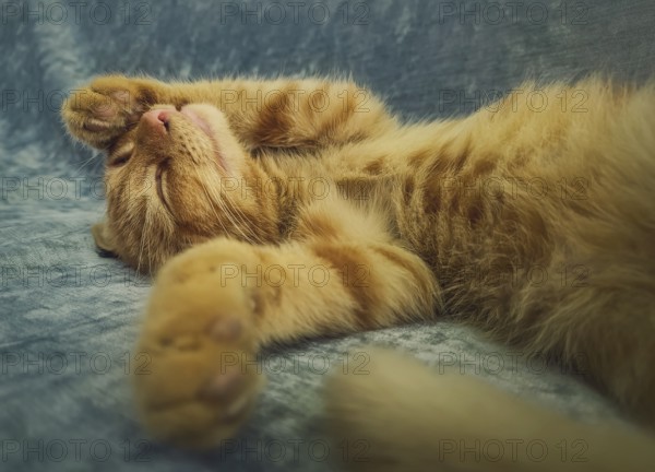 Sleepy orange kitten takes a nap indoors on the sofa. Little ginger cat sleeping tight in a cute