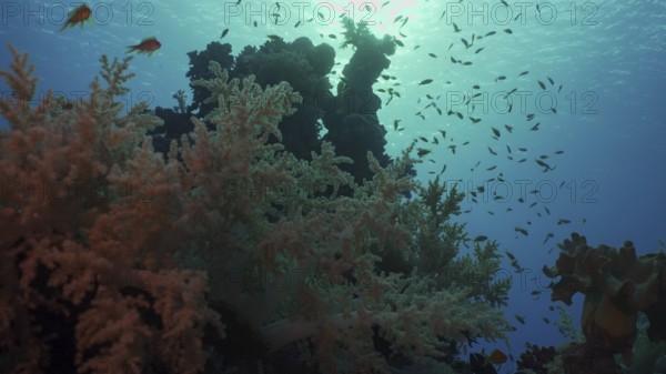 Silhouettes of tropical fish swims next to coral reef on surface water and setting sun background,