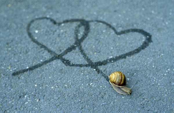 Snail track, heart-shaped slime track, ribbon snail, garden ribbon snail, white-lipped snail
