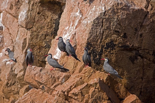 Inca tern (larosterna inca), GROUP OF ADULTS ON ROCK, BALLESTAS ISLANDS IN PARACAS NATIONAL PARK,