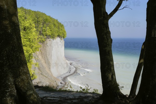 Old beech trees stand on the edge of the cliff, chalk cliffs, down on the beach walkers, on the