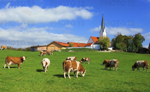 Dairy Cow herd on pasture, brown and white animals, village of Kirchbichl with catholic church,
