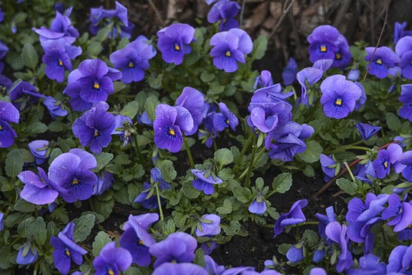 Spring planting with a lot of blue-violet horned pansy (Viola cornuta) in a flower bed in the