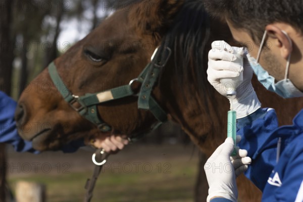 Veterinarian in uniform preparing a vaccine on a farm to animal vaccinate, horizontal horse head