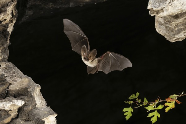 Grey long-eared bat (Plecotus austriacus) in flight, Thuringia, Germany, bat threatened with