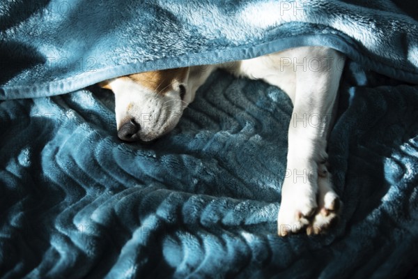 Lazy and sleepy beagle dog under a blue blanket on a bed. Sunny day at home background. Adorable
