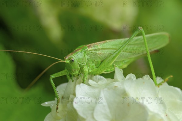 Great green bush cricket (Tettigonia viridissima), on white flower, Nodrhein-Westfalen, Germany,