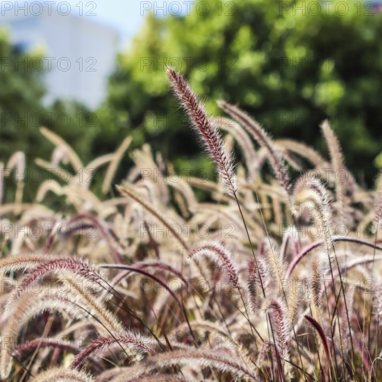 Decorative Purple Fountain Grass. Pennisetum Setaceum Rubrum. Natural background and gardening
