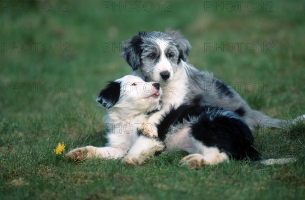 Mixed Breed Dogs, puppies, 8 weeks old (animals) (mammals) (mammals) (domestic dog) (domestic