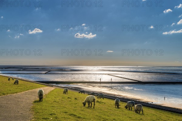 Sheep grazing on the pasture next to a mudflat at sunset, Wadden Sea, Norddeich, East Frisia, Lower