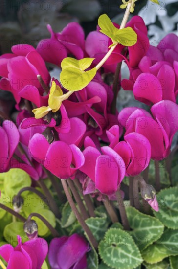 Cyclamen or cyclamen, Allgäu, Bavaria, Germany, Europe