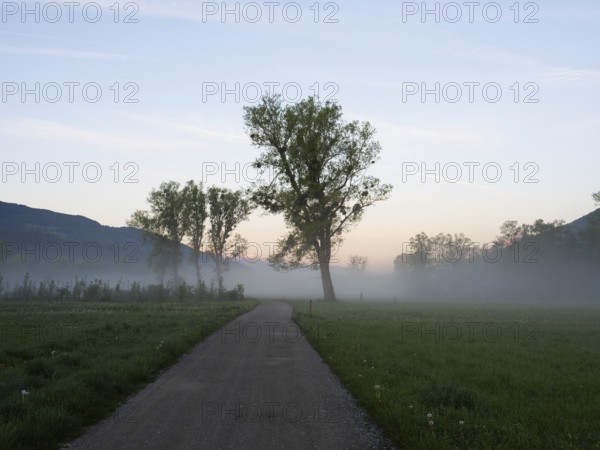 Dawn over a country lane, early morning fog in a meadow, near Irdning, Ennstal, Styria, Austria,