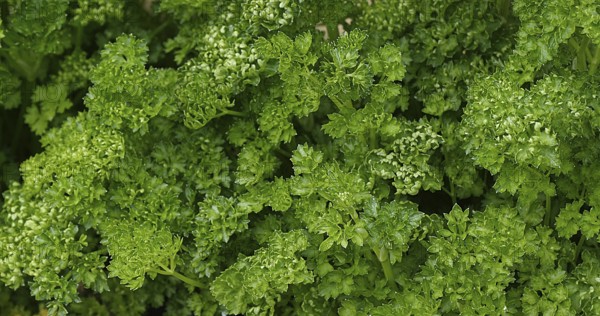 Curled Parsley (Petroselinum crispum), Normandy