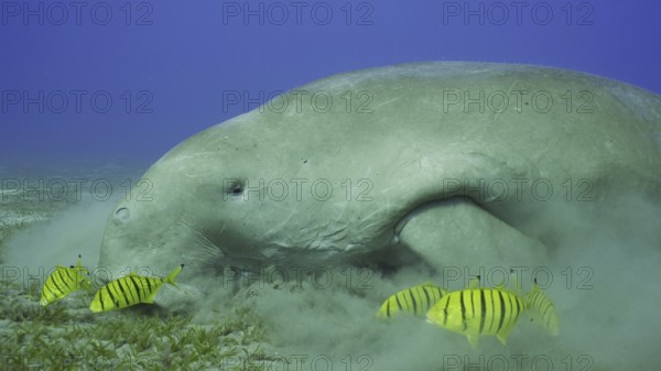 Dugong or Sea Cow (Dugong dugon) accompanied by school of Golden trevally (Gnathanodon speciosus)