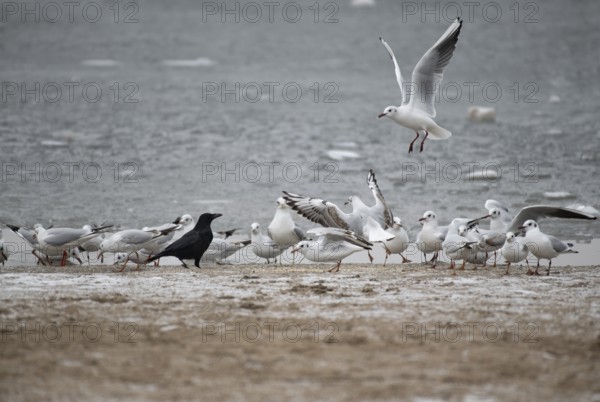 Black-headed Gulls (Chroicocephalus ridibundus), in a romp with carrion crow (Corvus corone) at the
