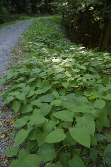Japanese knotweed (Fallopia japonica), Gaildorf, Limpurger Land, Limpurger Berge,