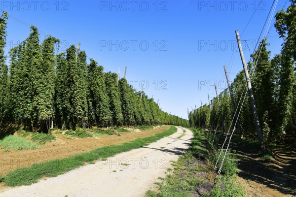Harvested hops, hop garden, hop field, hop vines, hop bines, poles, field path, path, Nandlstadt,