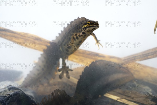 Common newt (Lissotriton vulgaris), male in water spawning swims, underwater photo in spawning