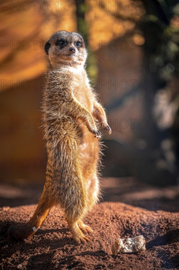 Meerkats (Suricata Suricatta) in its natural environment in sunshine, Eisenberg, Thuringia,