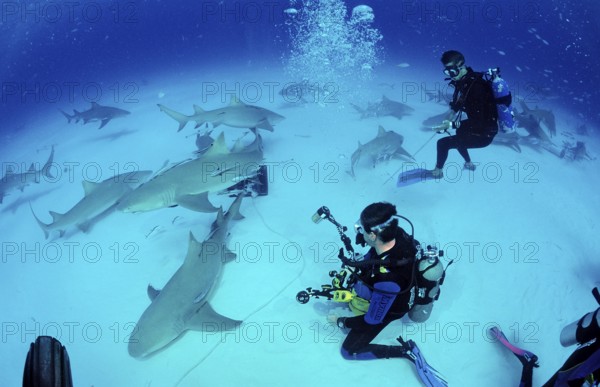 Lemon Sharks and underwater photographers, Negaprion brevirostris, Bahamas, Grand Bahama Island,