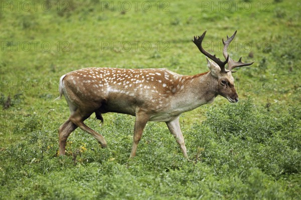 Persian fallow deer, dama mesopotamica, male