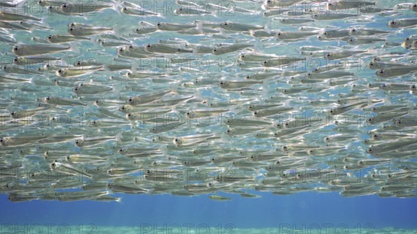 Endless shoal of small brightly fishes Hardyhead Silverside swim under surface of water a bright