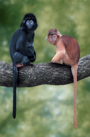 Javanese langur (Trachypithecus auratus auratus), Javanese langur (animals) (outside) (outdoor)
