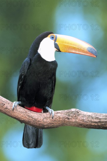 Toco Toucan (Ramphastos toco), toco toucan (south america) (bird) (birds) (toucans) (animals)