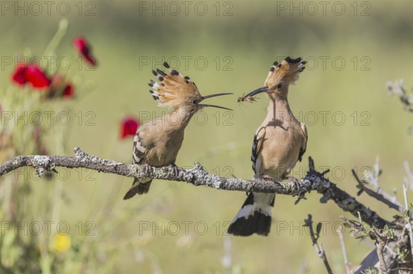 Hoopoe (Upupa epops), Spain, Europe